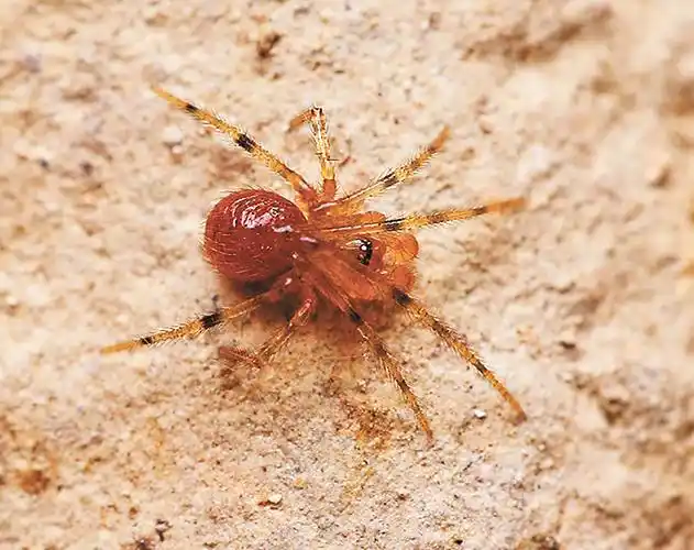 阴条岭国家级自然保护区发现蜘蛛新种