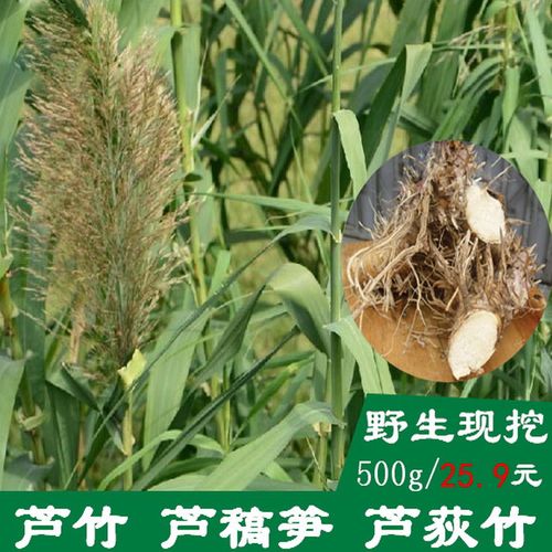野生中药材芦竹根 荻竹根 芦篙笋根 【非芦苇根】现挖新鲜发货