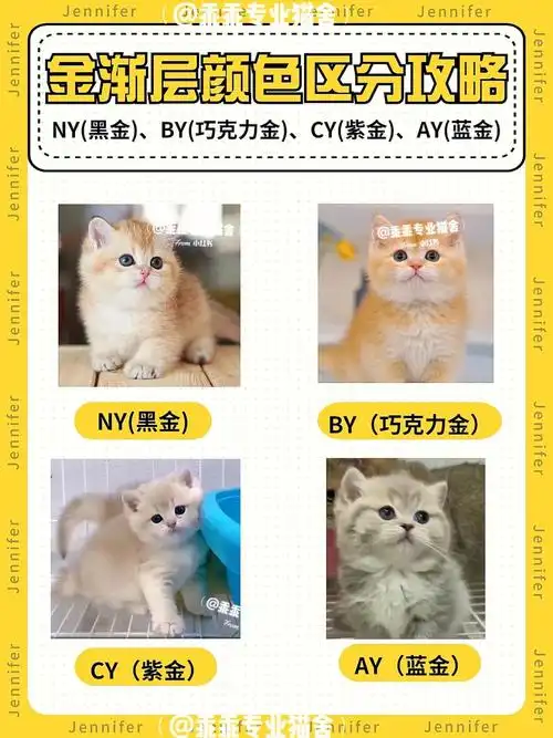 英短金渐层色号区分攻略新手攻略60