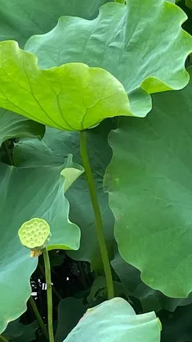 小暑节气手写字荷叶背景图夏季海报壁纸