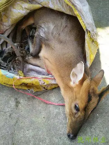 宜黄县救治省级重点保护动物麂子并放生