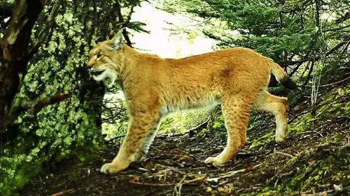 欧亚猞猁(lynx lynx),又名山狸子,体型似猫而远大于猫,体粗壮,尾极短