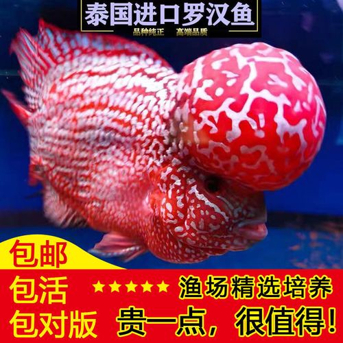 泰国进口罗汉鱼火凤凰观赏鱼泰金罗汉鱼鸿运亚成金花火凤凰招财鱼