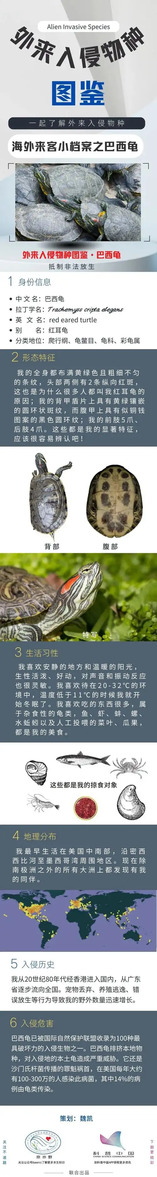 外来入侵物种图鉴巴西龟