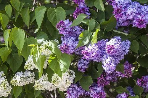 紫丁香,叶,花卉