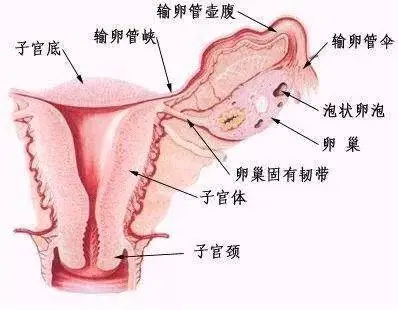 女性生殖器(二) | 你看不到的内生殖器到底是怎样的呢?