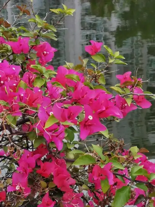 汕头春天里的浪漫三角梅占一半