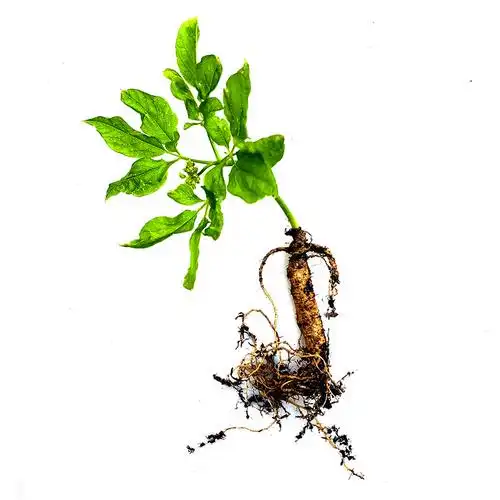 人参活苗室内盆栽人参苗带土长白山人参苗子种植带盆种苗野生幼苗