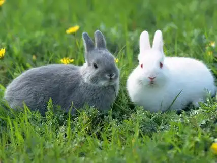 求两只兔子抢草吃的图片