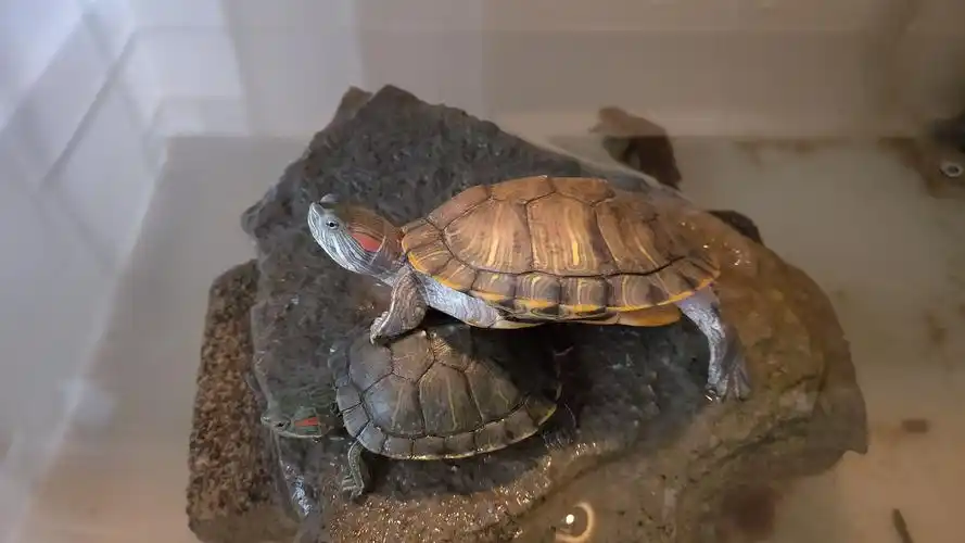 巴西红耳龟吃什么养乌龟很邪门