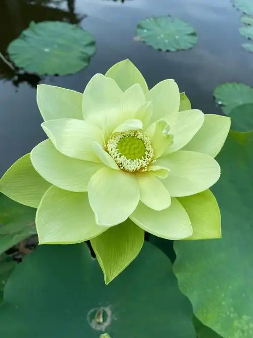 看一眼都觉得清凉解暑的绿色荷花网友妈妈的荷花头像上新了