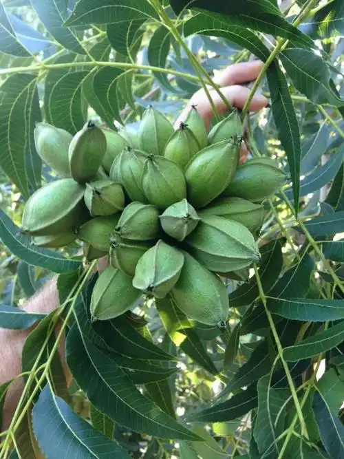 如何浇水施肥春季碧根果树的养护注意事项