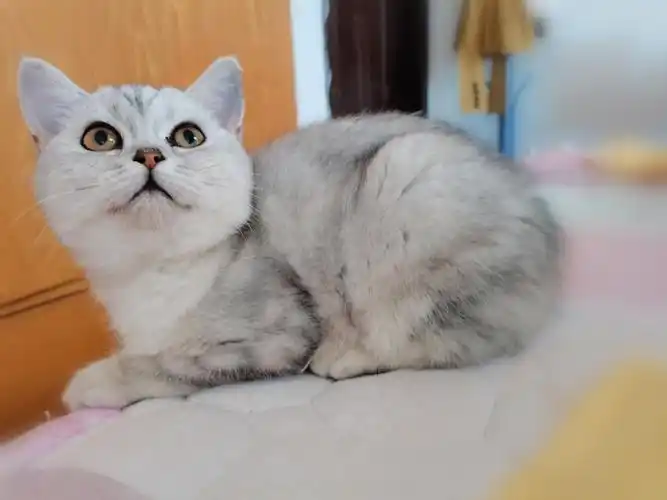 有美短,银渐层出售