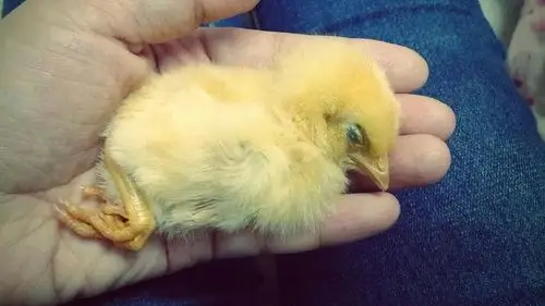 【谢谢豆友们的关心!持续更新小鸡状态中】