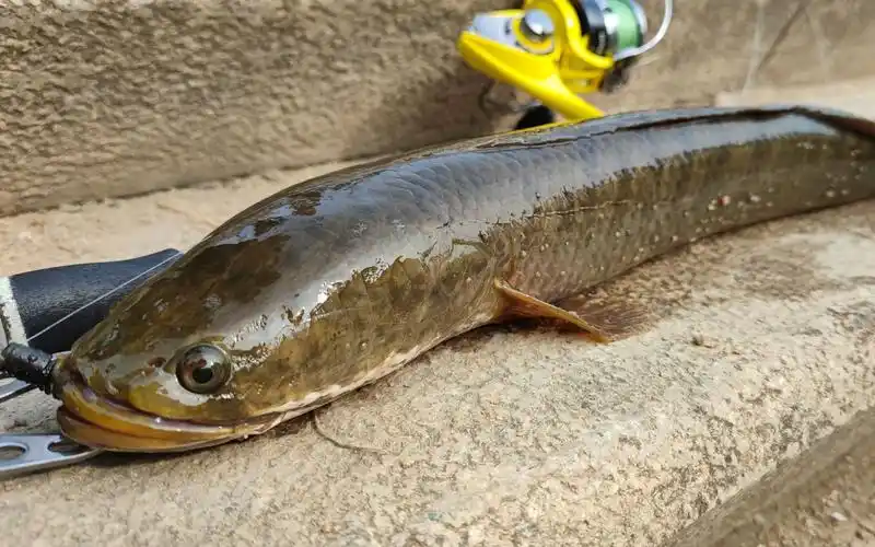 城市郊区小水沟线鳢泛滥狂咬假饵,草叶还能钓到大罗非