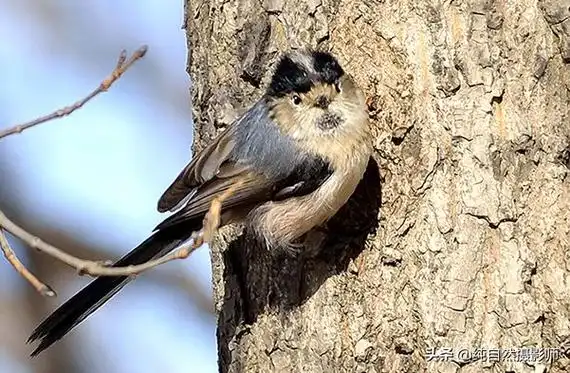 黑头长尾山雀(学名:aegithalos iouschistos)体型纤小(11厘米)的山雀.