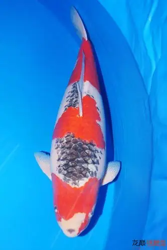 90部精品,享受大型观赏鱼的美