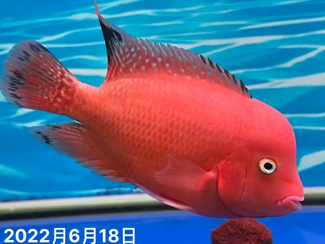 红马罗汉鱼8个月成长记录.#养鱼日记 #观赏鱼 #罗汉鱼 - 抖音