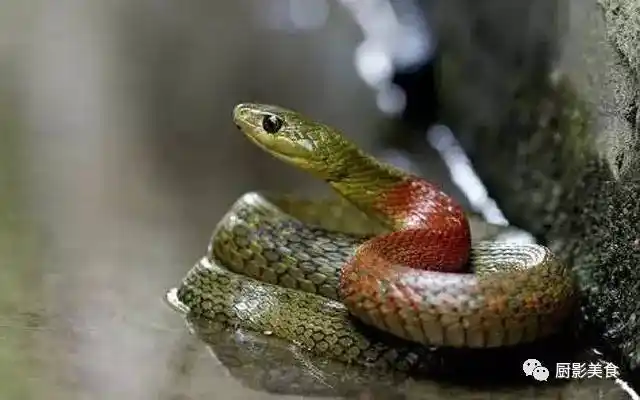 俗名野鸡项,红脖游蛇,扁脖子,后毒牙类毒蛇.