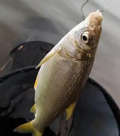 夏天黄尾鲴鱼这么钓才能提高正口中鱼率