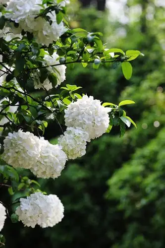 午朝门公园里的木绣球花