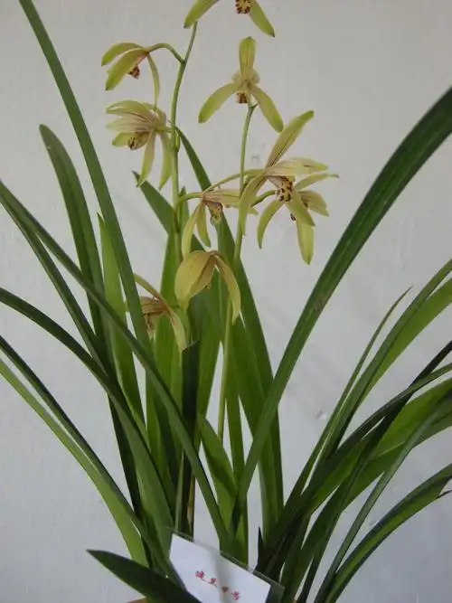 这什么品种的兰花.去年11月份从山上挖来的.今年5月2日第-次开花.7月6