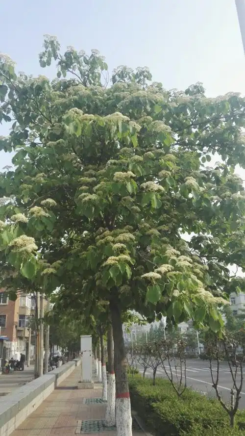 白衣仙子灯台树