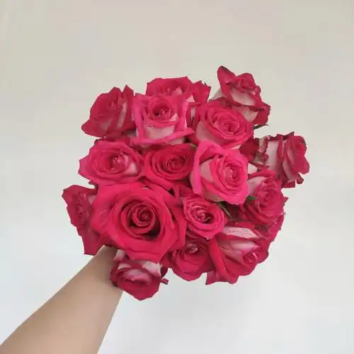 玫瑰品种大全no192喜羊羊