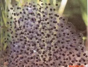 蝌蚪刚出卵是什么样的?百度图片