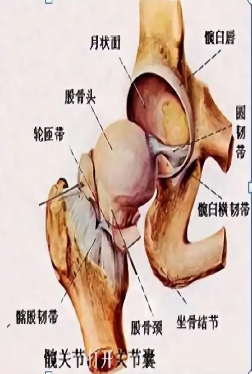 髋臼圆韧带损伤是持续性髋关节痛的原因之一.