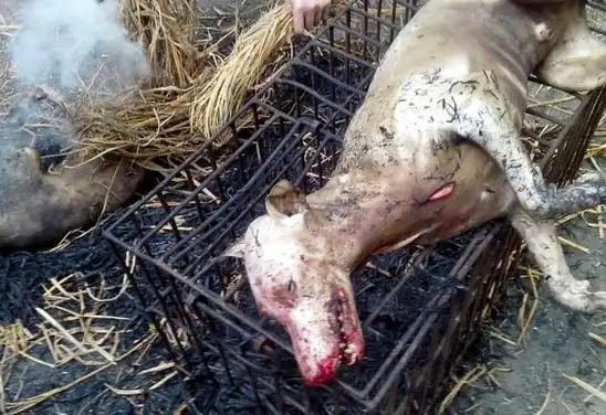玉林狗肉节杀狗图片:2015年玉林狗肉节现场图场面血腥残忍