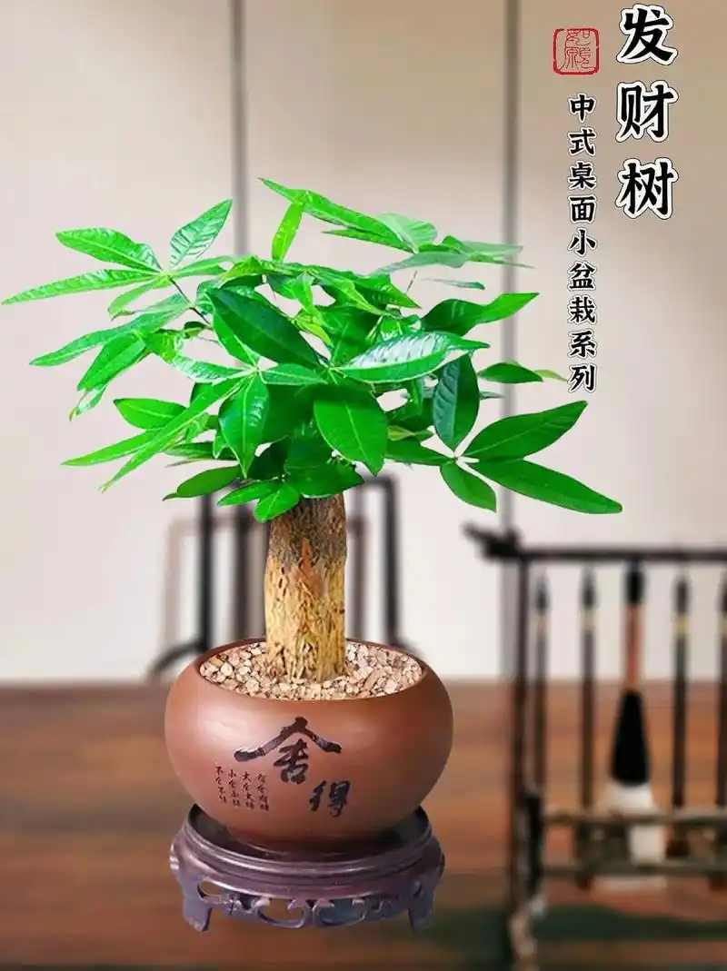 发财树 又叫招财树,寓意财源滚滚来,养在家里不仅美观大方, - 抖音