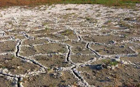 这些盐分聚集到地表,形成土壤表层次生盐碱化,轻则影响种子发芽出苗