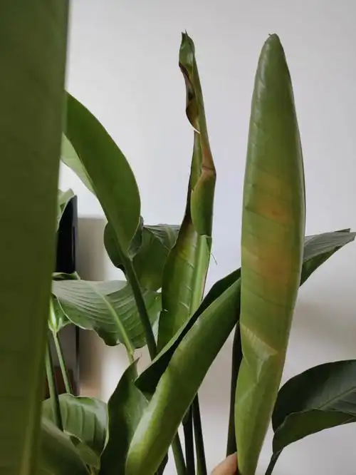 天堂鸟叶子发黄什么原因