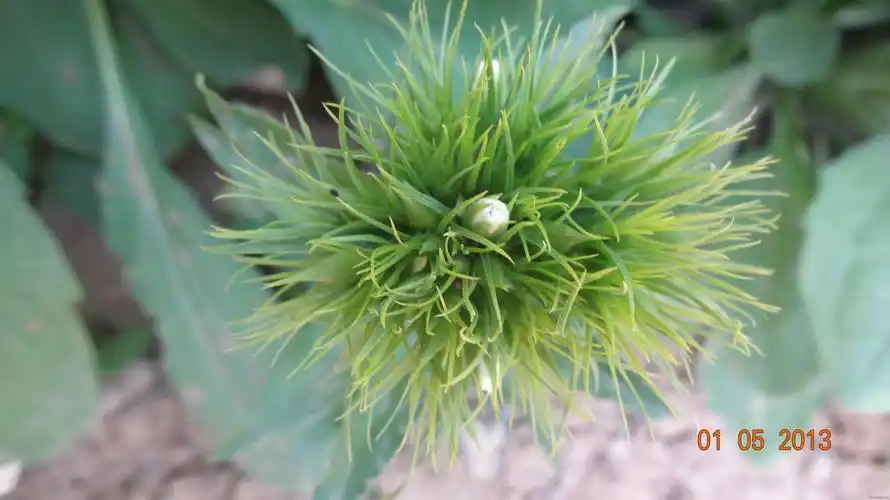 须苞石竹开花喽