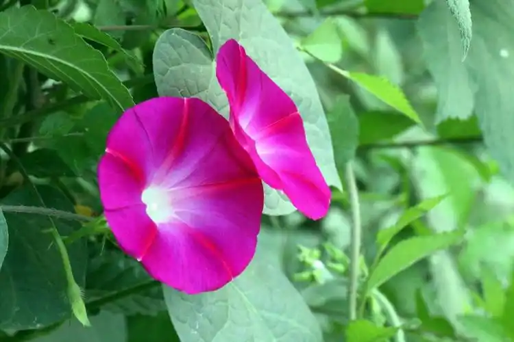 多色牵牛花高清图片