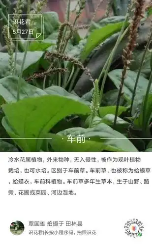 药食同源的鱼腥草,车前草,金针菇,韭菜,马齿苋,芋头…等等(收藏备用