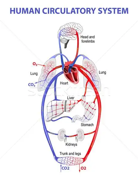 循环系统    医生    心脏    血    教育 / the human circulatory