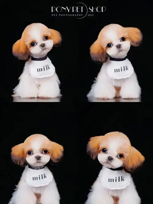 西施犬萌系造型宠物写真