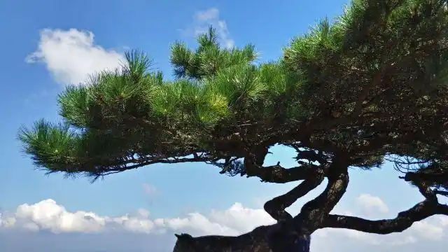 黄山风景区卧龙松攻略,黄山风景区卧龙松门票/游玩攻略/地址/图片
