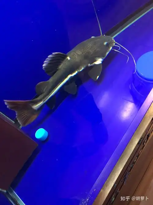 我家养的鱼招财猫误吞了这个东西现在成了这个样子还有救吗