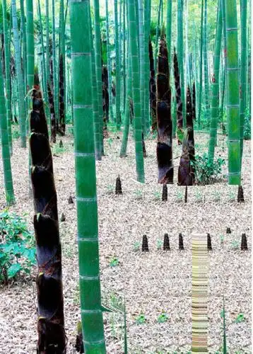 冬笋是立秋前后由毛竹楠竹的地下茎竹鞭侧芽发育而成的笋芽,因尚末