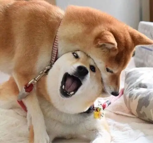 两只二货柴犬组合,日常游戏就是啃对方,画面简直口怕,但秀起恩爱来也