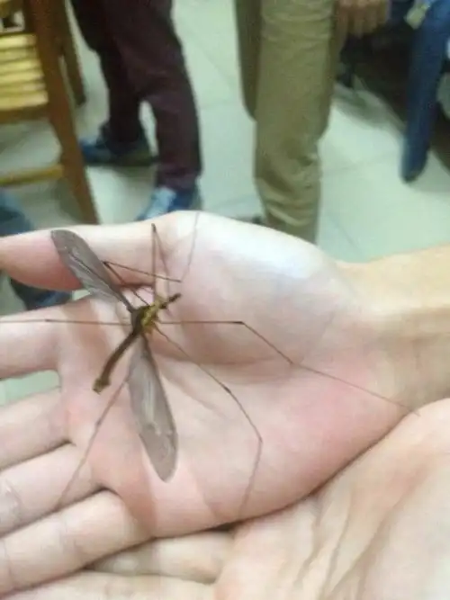 请问有人知道这个到底是不是蚊子吗?