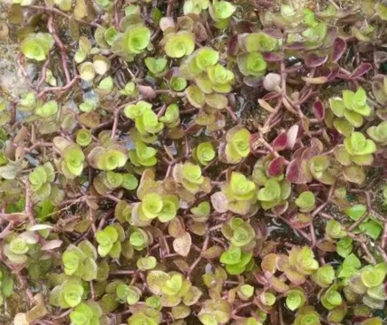 植物名称:洋竹草