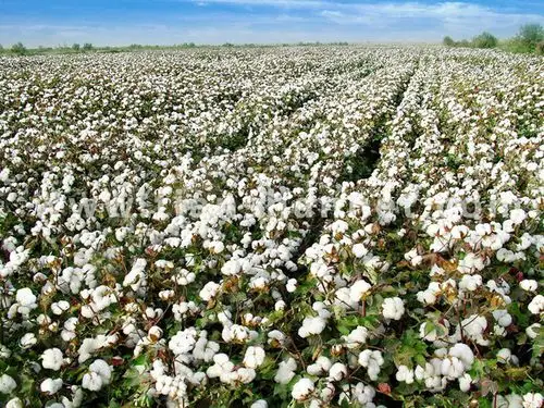 丰收的棉花.