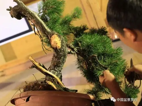 陈友贵在波兰黑剪刀的挑战性创作