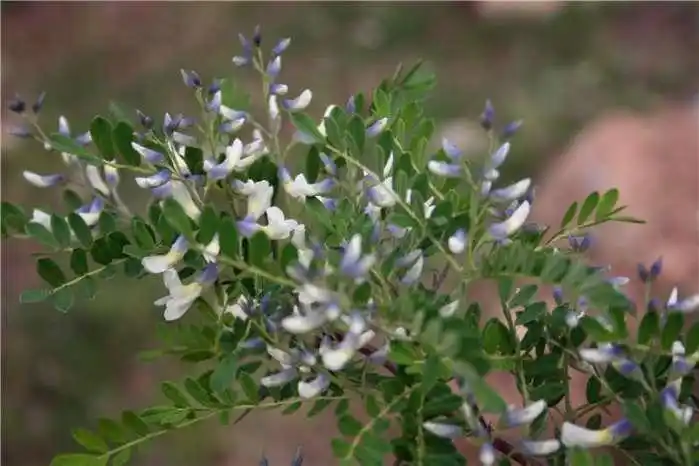 狼牙刺谁能想到这也是一种酿蜜的植物