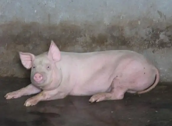 猪全身发白没有血色是啥病?猪身体发白是什么病?注意这四种病