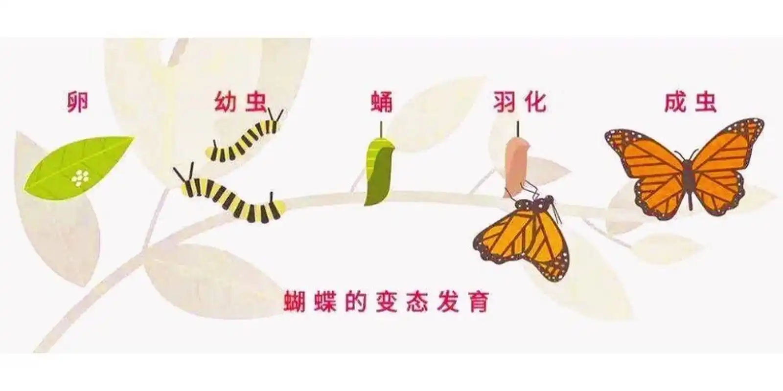 在很多人的印象中,美丽的蝴蝶蜕变过程就是从毛毛虫到蛹,再到化茧成蝶